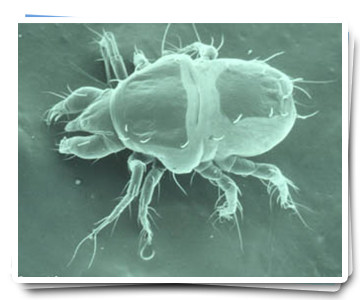 lutte contre les acariens