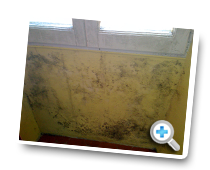 traitement des moisissures